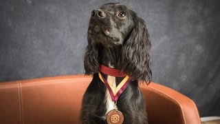 Sampson  Sprocker Spaniel  2 Weeks Residential Dog Training [upl. by Thorlie]