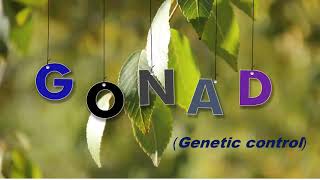 Genetic Control On Gonadal Development [upl. by Kassab]