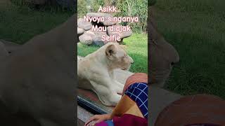 Nyonya singa mau diajak selfie shorts fyp videoviral hewanpintar lembangparkandzoo [upl. by Ilecara445]