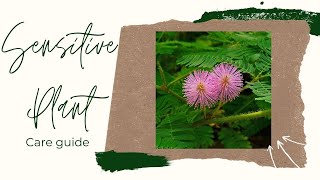 Sensitive Plant Mimosa pudica  Complete Care Guide For Beginners [upl. by Araek]