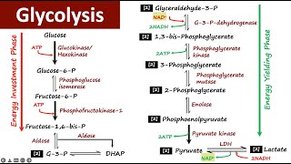 Glycolysis  Carbohydrate Metabolism  Biochemistry [upl. by Eikkin]