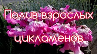 ЦИКЛАМЕНЫСусlamenПолив взрослых цикламенов [upl. by Anits335]