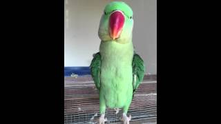 Alexandrine parrot talking [upl. by Kip]