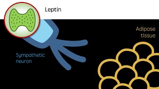 Leptin  The Appetite Hormone [upl. by Boyt]