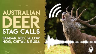 Australian Deer Stag Calls  Sambar Red Fallow Hog Chital amp Rusa  Croaks Honks Barks amp Roars [upl. by Yentihw]