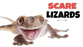 Sound To Scare Lizards  Lizard Repellent Sound [upl. by Jeannie816]