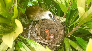 Yellowvented Bulbul Egg Hatched amp Chick is Growing 1 – Parents Offer Baby Bird Special Food E260 [upl. by Akemehc790]