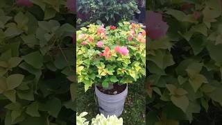 How To Pruning Bougainvillea  Bougainvillea tips and tricks  Bougainvillea flowers [upl. by Naillimixam]