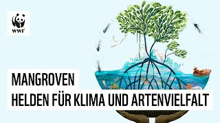 Unterschätzte Überlebenskünstler – Warum Mangroven gut für Mensch Tier und Klima sind [upl. by Anilesor]