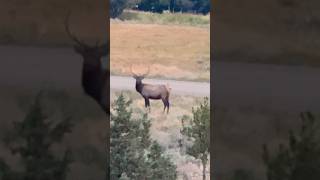 Archery Opener Hunt In Montana [upl. by Nuhsal]