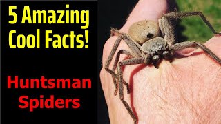 5 Fascinating Facts About Huntsman Spiders [upl. by Yup]