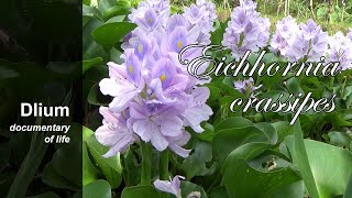 Common water hyacinth Eichhornia crassipes [upl. by Rashida]