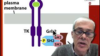 44 Mechanism of receptor tyrosine kinase RTK action [upl. by Gladdie70]