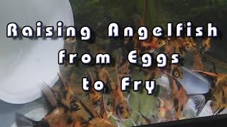 Raising Angelfish from eggs to fry [upl. by Surdna]