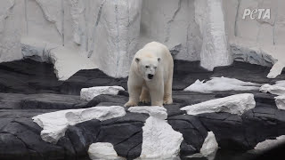 Comentario de PETA sobre la muerte de la estrella de Blackfish él está finalmente en paz [upl. by Ael578]