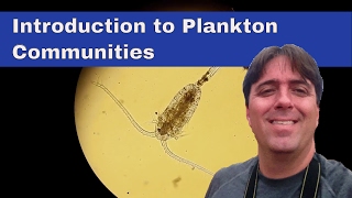 Plankton 101 [upl. by Irret]