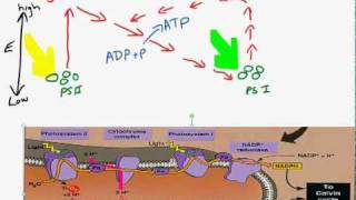 Cyclic and noncyclic photophosphorylationmp4 [upl. by Anerdna]