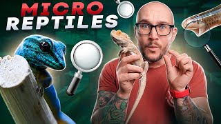 Top 5 Micro Reptiles  The Smallest Reptiles You Can Keep [upl. by Eico]