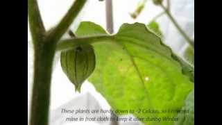 Cape Gooseberries Tasting amp Growing [upl. by Anitsirhk]