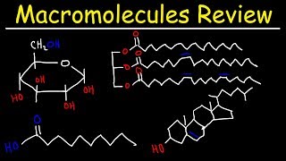 Macromolecules Review [upl. by Tiphane581]