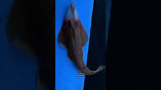 Shovelnose guitarfish 2024 DDI Fishing fishingtrip [upl. by Lalita]