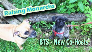 Raising Monarchs  BTS  New CoHosts Help The Monarch Butterfly [upl. by Greiner61]