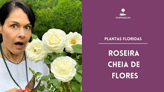 Como cultivar Roseiras rosas [upl. by Ahcmis]