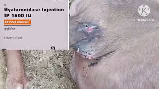 Septic Arthritis in Cattle  Best Treatment Approach [upl. by Fredericka]