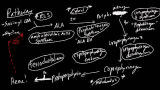 Heme Synthesis Pathway Made Simple [upl. by Heyde]