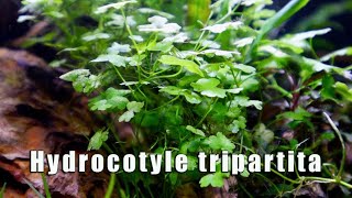 Hydrocotyle Tripartita  MUST HAVE Most Versatile Aquatic Plant [upl. by Leraj474]