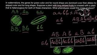 Advanced Mendelian cross problems and solutions [upl. by Nolaf]