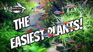 Dont Buy Aquarium Plants Without Watching This FIRST The Easiest Plants In The Hobby [upl. by Ameg]