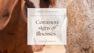 Recognizing Common Signs of Illness in Your Horse  Tenerife Horse Rescue [upl. by Aitas]