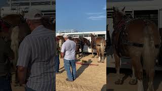 Pre show with the horses belgian horse drafthorses [upl. by Einneg]