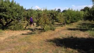 Sauvie Island Farms Portland Oregon [upl. by Johnathon846]