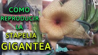 Como reproducir STAPELIA GIGANTEA por ESQUEJES O SEMILLAS  Tips y Consejos [upl. by Lillie741]