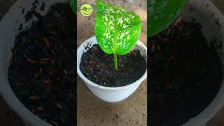 Do You Want AGLAONEMA to Reproduce Quickly This is How to Grow Aglaonema Plant from Leaf shorts [upl. by Renraw]