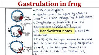 Gastrulation in frog  Handwritten notes [upl. by Obeng]