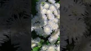 夏！ ⑦  3 フジバカマ！ Eupatorium [upl. by Aihsetan]