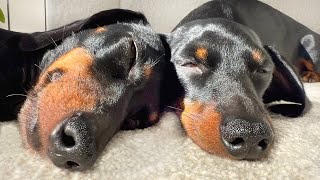 Family Diary Mini Dachshunds sunbathing [upl. by Bronnie]