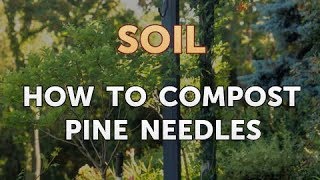 How to Compost Pine Needles [upl. by Salvatore300]