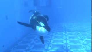 Tilikum Playing with his Toy amp Vocalizing  SeaWorld Orlando [upl. by Bijan]