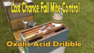 Last Chance Fall Mite Control  Oxalic Acid Dribble Method [upl. by Rma56]