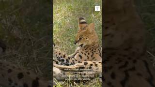 Serval Secrets Unheard Facts Revealed 🐱 [upl. by Slinkman165]