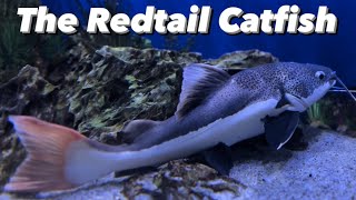 Redtail Catfish Care Guide  Why You Shouldn’t Get One Redtail Catfish Tank Size Growth amp Feeding [upl. by Malloy386]