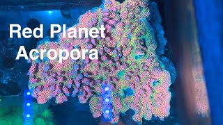 Red Planet Acropora under AI Prime 16 HD  LEDENET Salty Pops Schedule Saltwater Reef Coral Aquarium [upl. by Bibby]