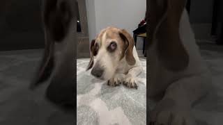 Snack TyLovesRoo puppy beagle dog cute [upl. by Franchot]