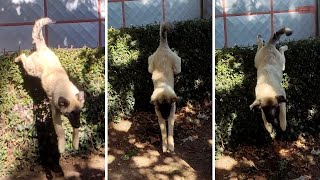 Sarplaninac Leaps Over the Fence  Incredible Dog Agility [upl. by Lejeune]