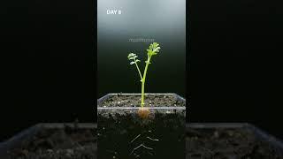 INCREDIBLE Chick Pea Growth Timelapse [upl. by Feldman228]