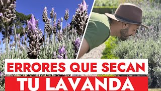 No Pierdas Más Una LAVANDA Evite Estos 5 Errores Al Plantar LAVANDA [upl. by Fortune]